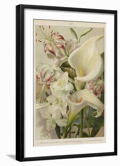 Lily-null-Framed Giclee Print