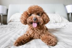Cute Toy Poodle Resting on Bed-Lim Tiaw Leong-Framed Photographic Print