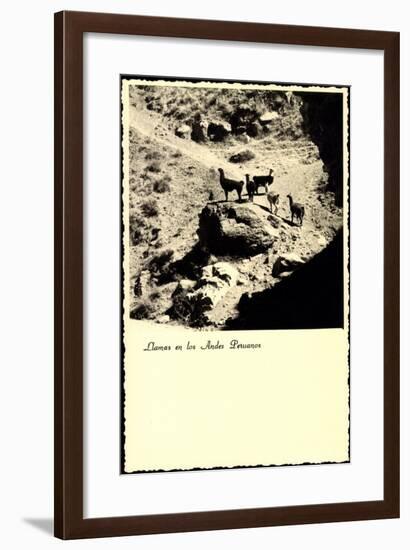 Lima Peru, Llamas an Los Andes Peruanos, Lamas, Anden-null-Framed Giclee Print