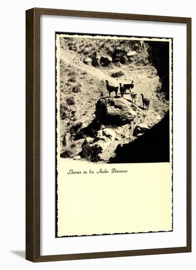 Lima Peru, Llamas an Los Andes Peruanos, Lamas, Anden-null-Framed Giclee Print