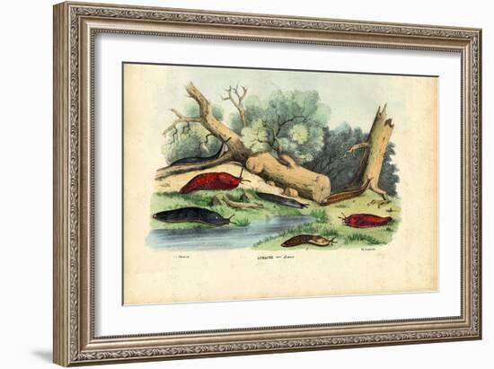 Limax Snail, 1863-79-Raimundo Petraroja-Framed Giclee Print