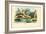 Limax Snail, 1863-79-Raimundo Petraroja-Framed Giclee Print