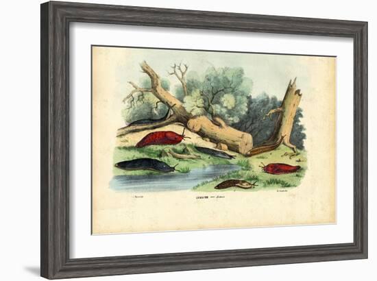 Limax Snail, 1863-79-Raimundo Petraroja-Framed Giclee Print