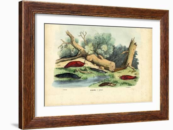 Limax Snail, 1863-79-Raimundo Petraroja-Framed Giclee Print