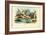 Limax Snail, 1863-79-Raimundo Petraroja-Framed Giclee Print