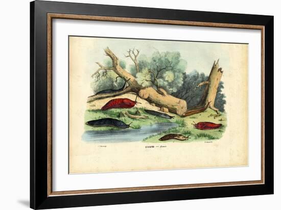 Limax Snail, 1863-79-Raimundo Petraroja-Framed Giclee Print