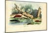 Limax Snail, 1863-79-Raimundo Petraroja-Mounted Giclee Print