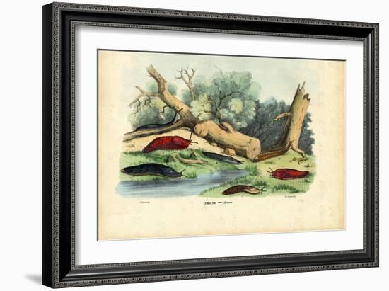 Limax Snail, 1863-79-Raimundo Petraroja-Framed Giclee Print