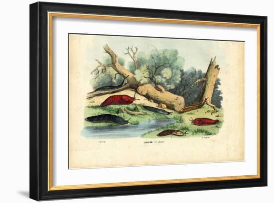 Limax Snail, 1863-79-Raimundo Petraroja-Framed Giclee Print