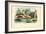 Limax Snail, 1863-79-Raimundo Petraroja-Framed Giclee Print