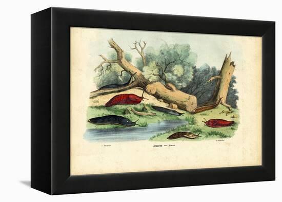 Limax Snail, 1863-79-Raimundo Petraroja-Framed Premier Image Canvas