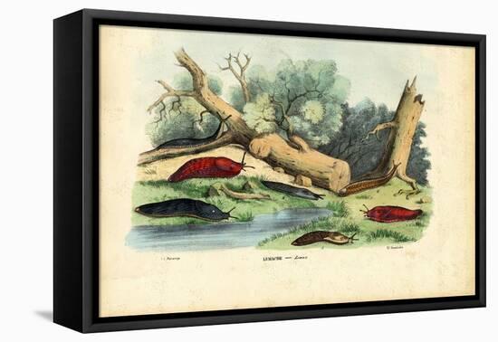 Limax Snail, 1863-79-Raimundo Petraroja-Framed Premier Image Canvas