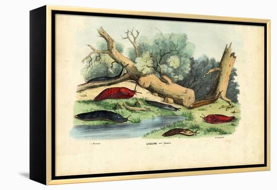 Limax Snail, 1863-79-Raimundo Petraroja-Framed Premier Image Canvas