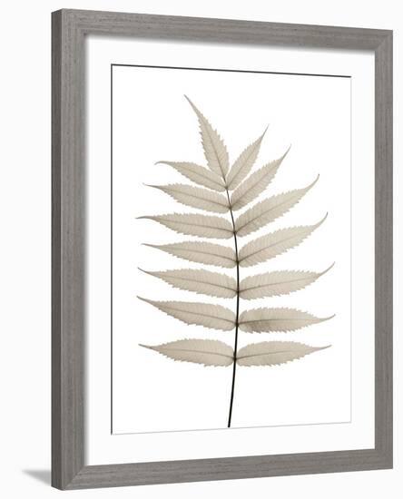 Limber Leaves-Assaf Frank-Framed Giclee Print