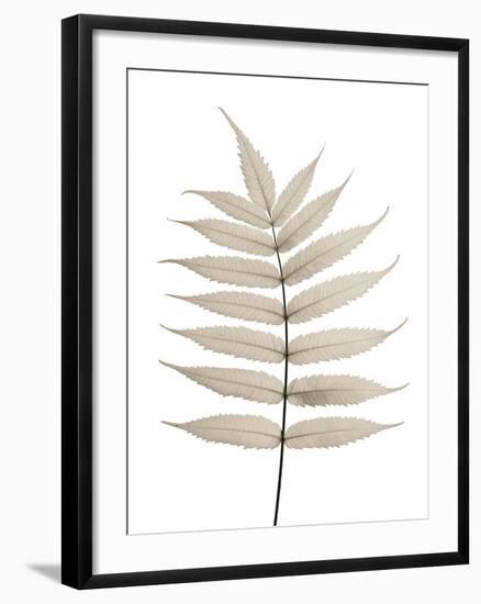 Limber Leaves-Assaf Frank-Framed Giclee Print