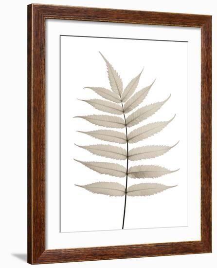 Limber Leaves-Assaf Frank-Framed Giclee Print