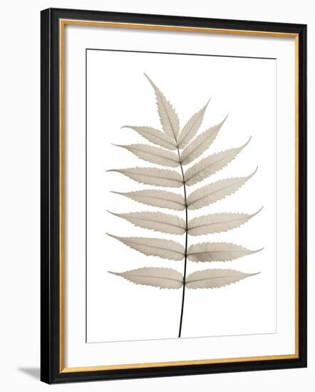 Limber Leaves-Assaf Frank-Framed Giclee Print