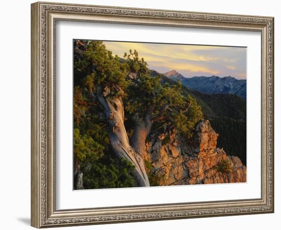 Limber Pine and Limestone Cliff, Bear River Range, Mount Naomi Wilderness, Utah-Scott T^ Smith-Framed Photographic Print