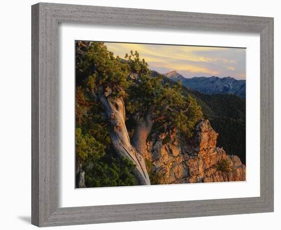 Limber Pine and Limestone Cliff, Bear River Range, Mount Naomi Wilderness, Utah-Scott T^ Smith-Framed Photographic Print