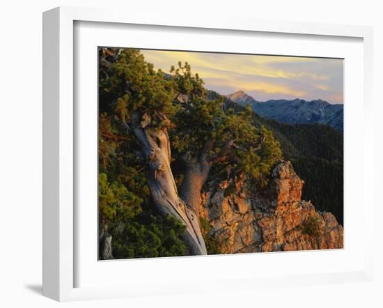 Limber Pine and Limestone Cliff, Bear River Range, Mount Naomi Wilderness, Utah-Scott T^ Smith-Framed Photographic Print