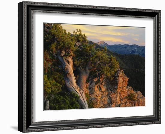 Limber Pine and Limestone Cliff, Bear River Range, Mount Naomi Wilderness, Utah-Scott T^ Smith-Framed Photographic Print