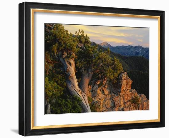 Limber Pine and Limestone Cliff, Bear River Range, Mount Naomi Wilderness, Utah-Scott T^ Smith-Framed Photographic Print