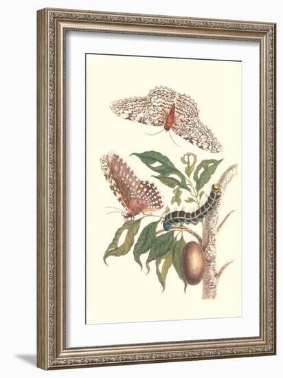 Limbo Tree with Owlet Moth-Maria Sibylla Merian-Framed Art Print