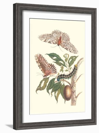 Limbo Tree with Owlet Moth-Maria Sibylla Merian-Framed Art Print