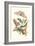 Limbo Tree with Owlet Moth-Maria Sibylla Merian-Framed Art Print