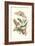 Limbo Tree with Owlet Moth-Maria Sibylla Merian-Framed Art Print