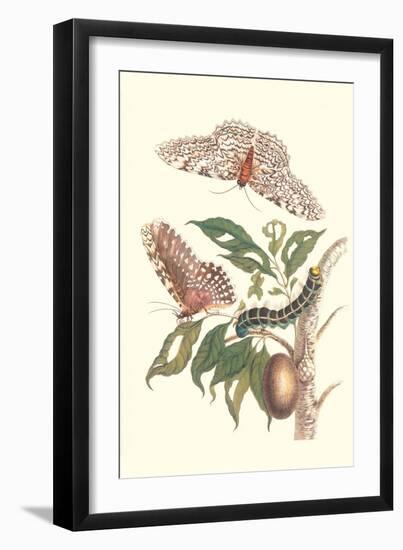 Limbo Tree with Owlet Moth-Maria Sibylla Merian-Framed Art Print