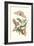 Limbo Tree with Owlet Moth-Maria Sibylla Merian-Framed Art Print