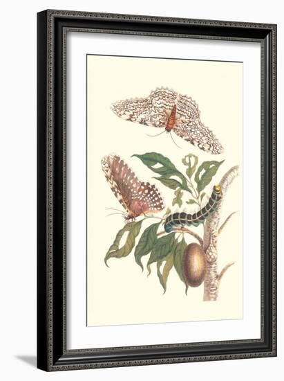 Limbo Tree with Owlet Moth-Maria Sibylla Merian-Framed Art Print