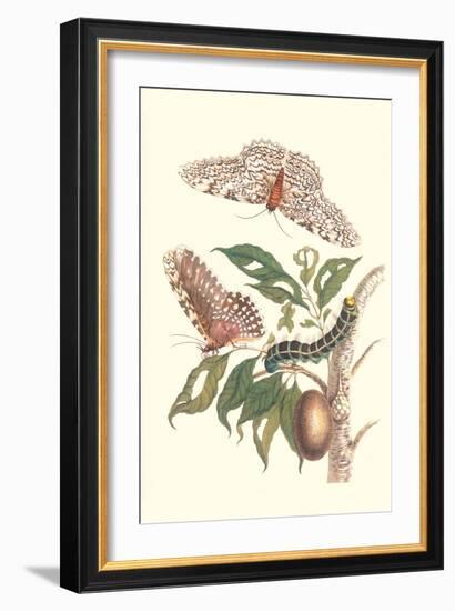 Limbo Tree with Owlet Moth-Maria Sibylla Merian-Framed Art Print