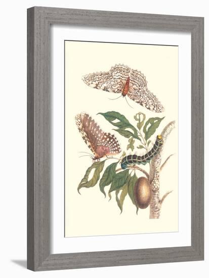 Limbo Tree with Owlet Moth-Maria Sibylla Merian-Framed Premium Giclee Print