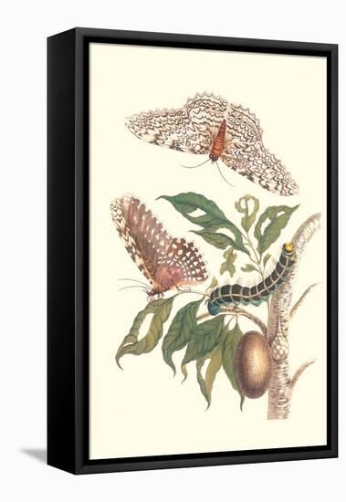 Limbo Tree with Owlet Moth-Maria Sibylla Merian-Framed Stretched Canvas