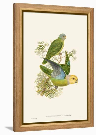 Lime & Cerulean Parrots I-John Gould-Framed Stretched Canvas