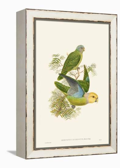 Lime & Cerulean Parrots I-John Gould-Framed Stretched Canvas