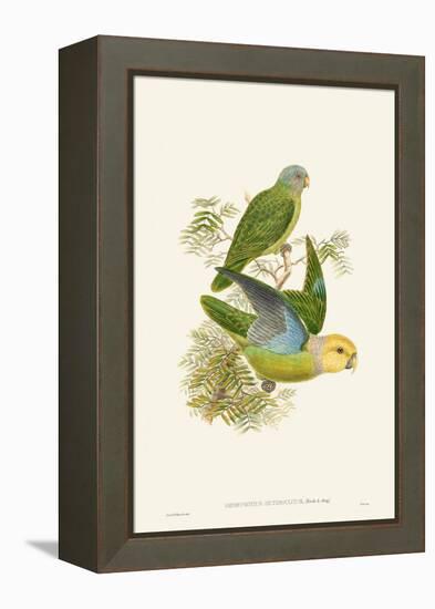 Lime & Cerulean Parrots I-John Gould-Framed Stretched Canvas