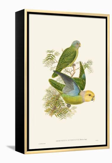 Lime & Cerulean Parrots I-John Gould-Framed Stretched Canvas