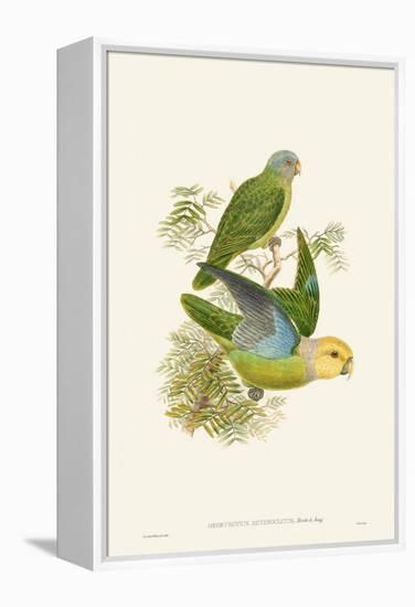 Lime & Cerulean Parrots I-John Gould-Framed Stretched Canvas