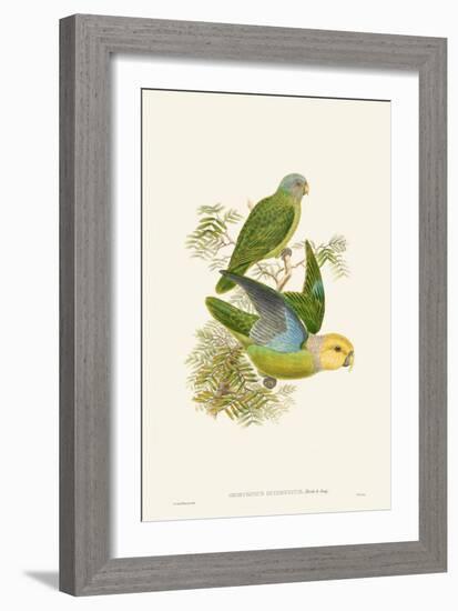 Lime & Cerulean Parrots I-John Gould-Framed Art Print