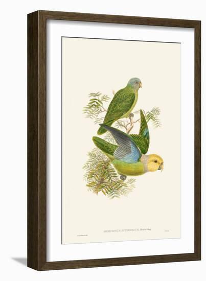 Lime & Cerulean Parrots I-John Gould-Framed Art Print