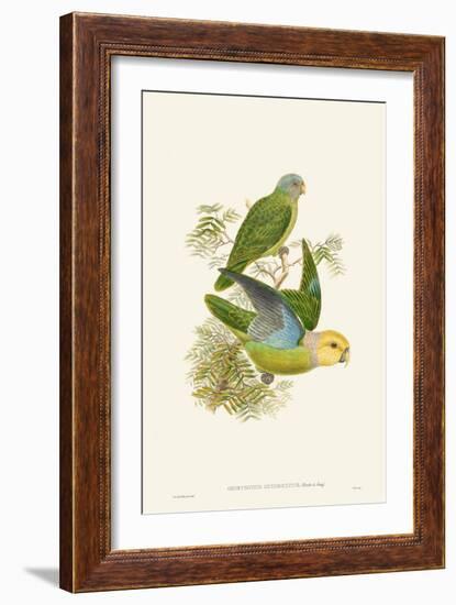 Lime & Cerulean Parrots I-John Gould-Framed Art Print