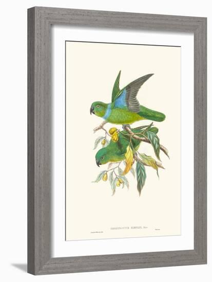 Lime & Cerulean Parrots II-John Gould-Framed Art Print