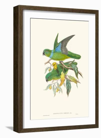 Lime & Cerulean Parrots II-John Gould-Framed Art Print