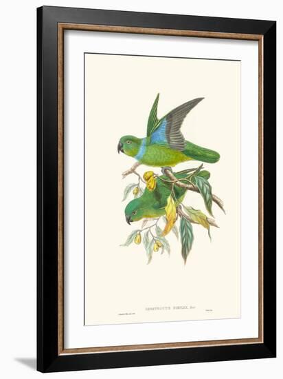 Lime & Cerulean Parrots II-John Gould-Framed Art Print