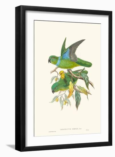 Lime & Cerulean Parrots II-John Gould-Framed Art Print