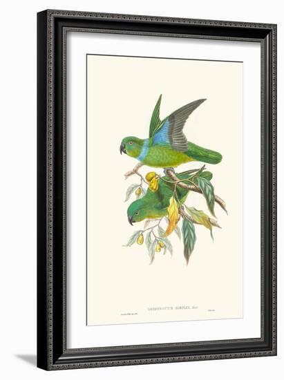 Lime & Cerulean Parrots II-John Gould-Framed Art Print