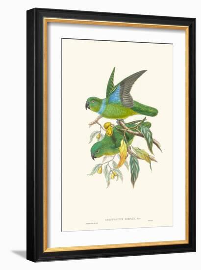 Lime & Cerulean Parrots II-John Gould-Framed Art Print